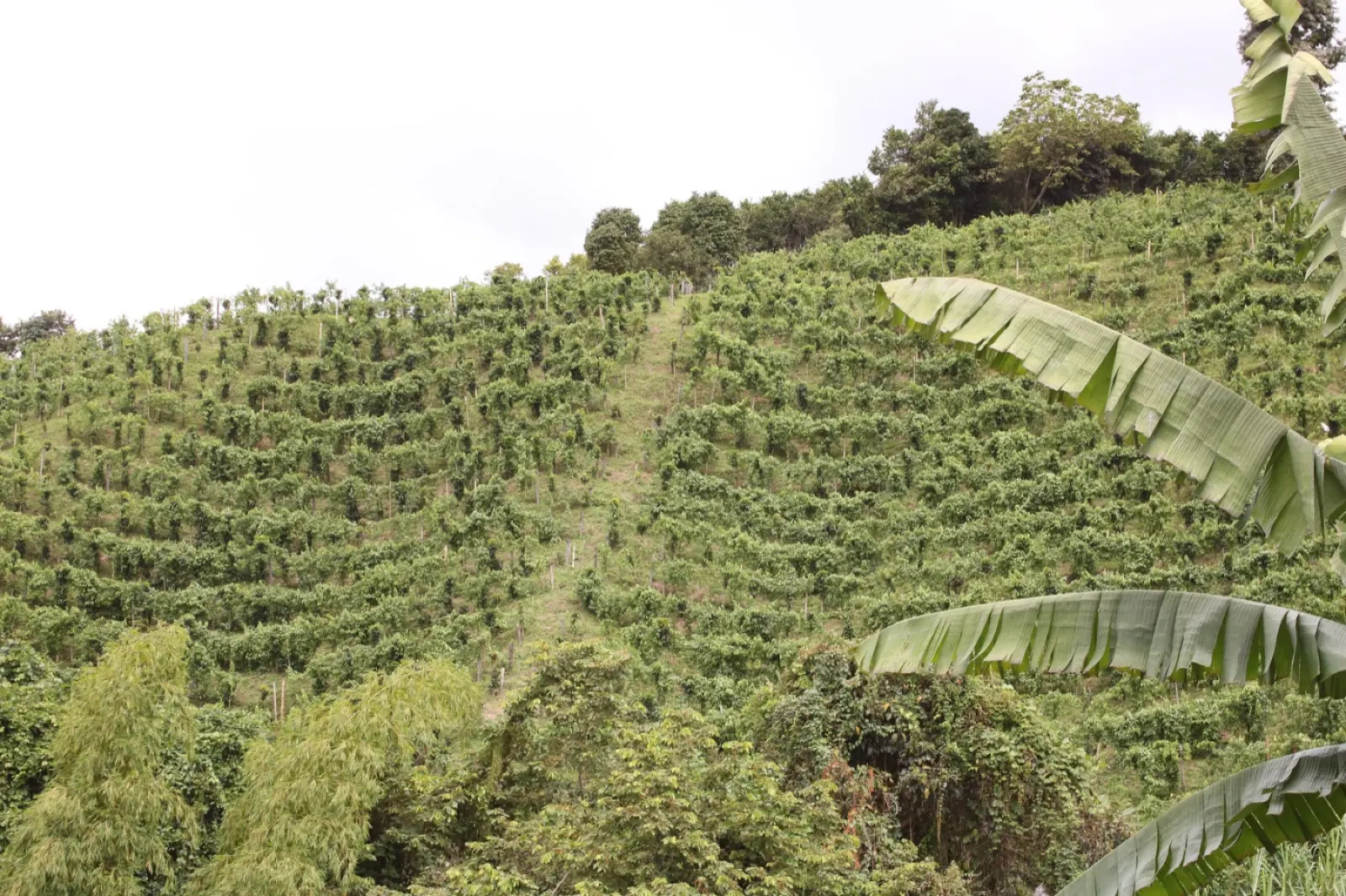 Cultivo agroforestal