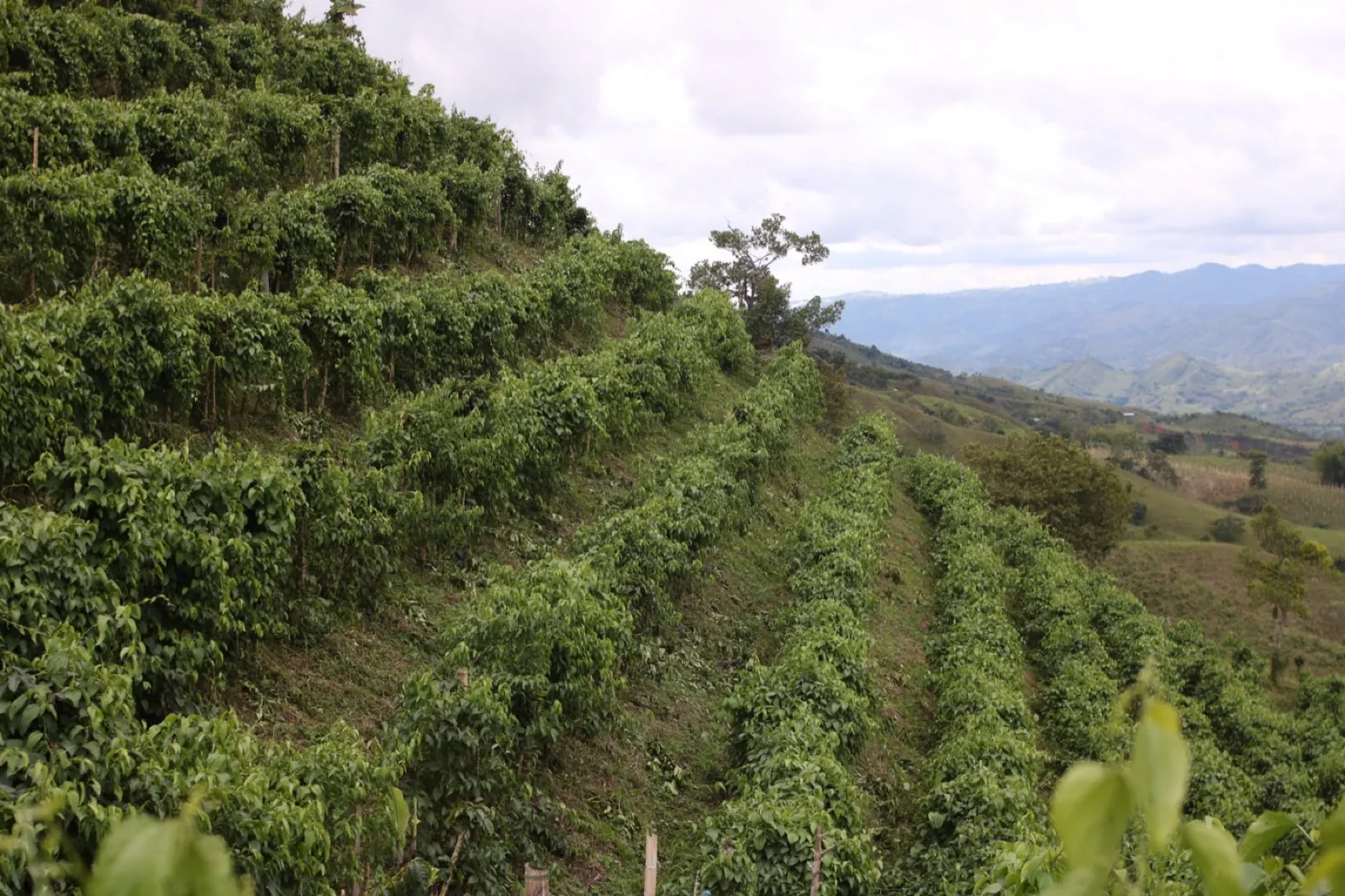 Territorio y biodiversidad de Colombia